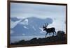 Reindeer, Svalbard, Norway-Paul Souders-Framed Photographic Print