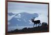 Reindeer, Svalbard, Norway-Paul Souders-Framed Photographic Print