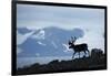 Reindeer, Svalbard, Norway-Paul Souders-Framed Photographic Print