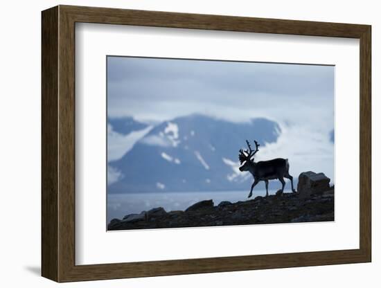 Reindeer, Svalbard, Norway-Paul Souders-Framed Photographic Print