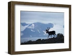 Reindeer, Svalbard, Norway-Paul Souders-Framed Photographic Print