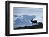 Reindeer, Svalbard, Norway-Paul Souders-Framed Photographic Print