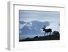 Reindeer, Svalbard, Norway-Paul Souders-Framed Photographic Print