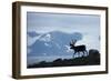 Reindeer, Svalbard, Norway-Paul Souders-Framed Photographic Print