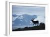 Reindeer, Svalbard, Norway-Paul Souders-Framed Photographic Print