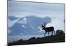 Reindeer, Svalbard, Norway-Paul Souders-Mounted Photographic Print