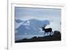 Reindeer, Svalbard, Norway-Paul Souders-Framed Photographic Print