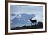 Reindeer, Svalbard, Norway-Paul Souders-Framed Photographic Print