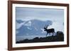 Reindeer, Svalbard, Norway-Paul Souders-Framed Photographic Print