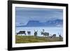 Reindeer, Svalbard, Norway-Paul Souders-Framed Photographic Print