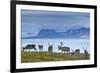 Reindeer, Svalbard, Norway-Paul Souders-Framed Photographic Print