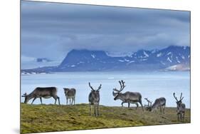 Reindeer, Svalbard, Norway-Paul Souders-Mounted Photographic Print