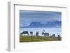 Reindeer, Svalbard, Norway-Paul Souders-Framed Photographic Print