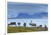 Reindeer, Svalbard, Norway-Paul Souders-Framed Photographic Print