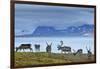 Reindeer, Svalbard, Norway-Paul Souders-Framed Photographic Print