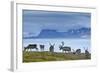 Reindeer, Svalbard, Norway-Paul Souders-Framed Photographic Print