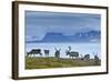 Reindeer, Svalbard, Norway-Paul Souders-Framed Photographic Print