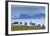 Reindeer, Svalbard, Norway-Paul Souders-Framed Photographic Print