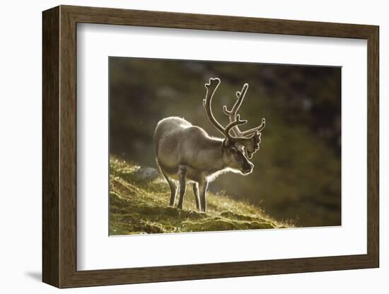 Reindeer, Svalbard, Norway-Paul Souders-Framed Photographic Print