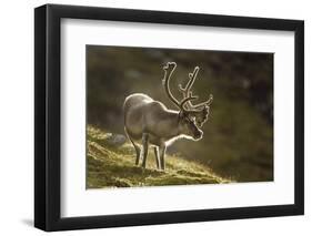 Reindeer, Svalbard, Norway-Paul Souders-Framed Photographic Print