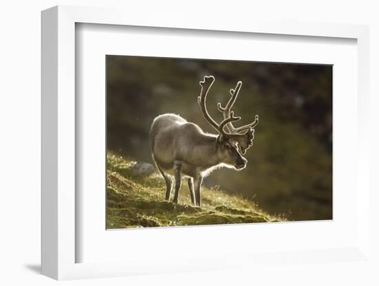 Reindeer, Svalbard, Norway-Paul Souders-Framed Photographic Print