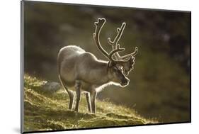 Reindeer, Svalbard, Norway-Paul Souders-Mounted Photographic Print