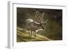 Reindeer, Svalbard, Norway-Paul Souders-Framed Photographic Print