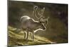 Reindeer, Svalbard, Norway-Paul Souders-Mounted Photographic Print