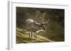 Reindeer, Svalbard, Norway-Paul Souders-Framed Photographic Print