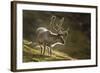 Reindeer, Svalbard, Norway-Paul Souders-Framed Photographic Print