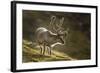 Reindeer, Svalbard, Norway-Paul Souders-Framed Photographic Print