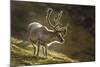 Reindeer, Svalbard, Norway-Paul Souders-Mounted Photographic Print