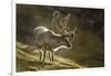 Reindeer, Svalbard, Norway-Paul Souders-Framed Photographic Print