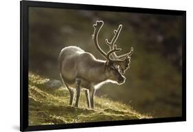 Reindeer, Svalbard, Norway-Paul Souders-Framed Photographic Print