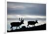 Reindeer, Svalbard, Norway-Paul Souders-Framed Photographic Print