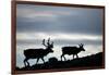 Reindeer, Svalbard, Norway-Paul Souders-Framed Photographic Print