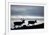 Reindeer, Svalbard, Norway-Paul Souders-Framed Photographic Print