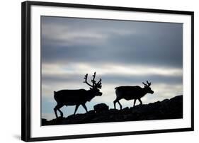 Reindeer, Svalbard, Norway-Paul Souders-Framed Photographic Print