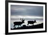 Reindeer, Svalbard, Norway-Paul Souders-Framed Photographic Print