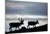 Reindeer, Svalbard, Norway-Paul Souders-Mounted Photographic Print