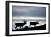 Reindeer, Svalbard, Norway-Paul Souders-Framed Photographic Print