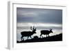 Reindeer, Svalbard, Norway-Paul Souders-Framed Photographic Print