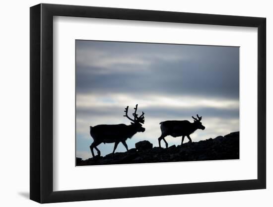 Reindeer, Svalbard, Norway-Paul Souders-Framed Photographic Print