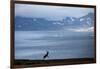 Reindeer, Svalbard, Norway-Paul Souders-Framed Photographic Print