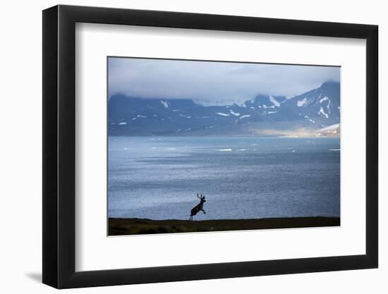 Reindeer, Svalbard, Norway-Paul Souders-Framed Photographic Print