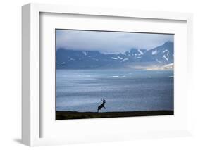 Reindeer, Svalbard, Norway-Paul Souders-Framed Photographic Print