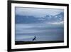 Reindeer, Svalbard, Norway-Paul Souders-Framed Photographic Print