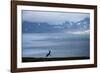 Reindeer, Svalbard, Norway-Paul Souders-Framed Photographic Print