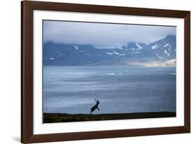 Reindeer, Svalbard, Norway-Paul Souders-Framed Photographic Print