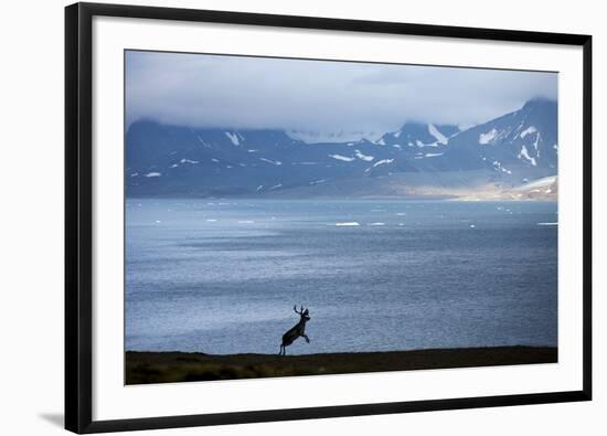 Reindeer, Svalbard, Norway-Paul Souders-Framed Photographic Print